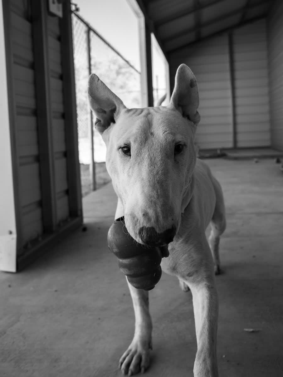 Black and white photograph of a bull terrier walking through a covered kennel corridor